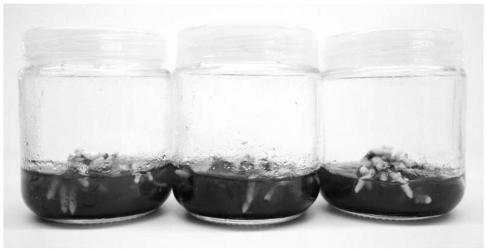 A kind of rapid propagation and in vitro preservation method of saprophytic orchid