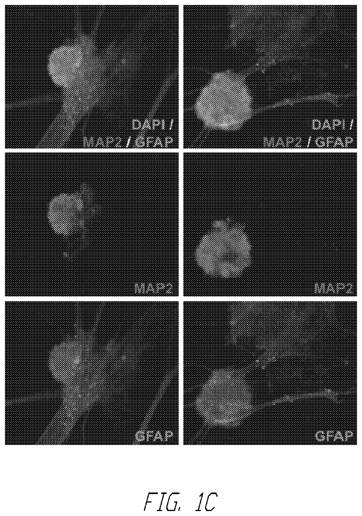 Methods and compositions for generating hematopoietic cells