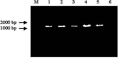 Xenorhabdusbovienii GroEL gene, protein and application thereof