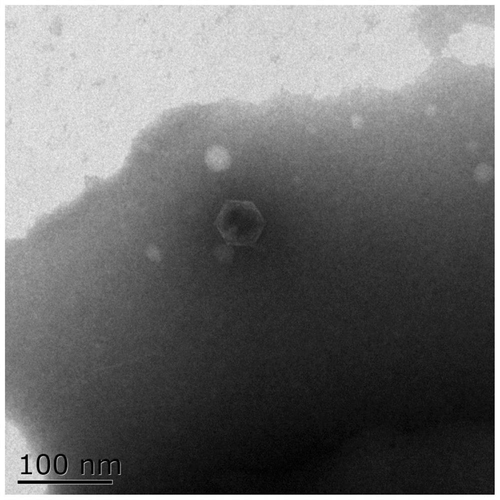 A kind of pathogenic Vibrio phage vmyzu10474 and its application