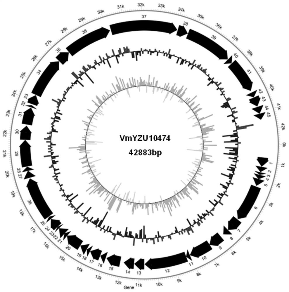 A kind of pathogenic Vibrio phage vmyzu10474 and its application