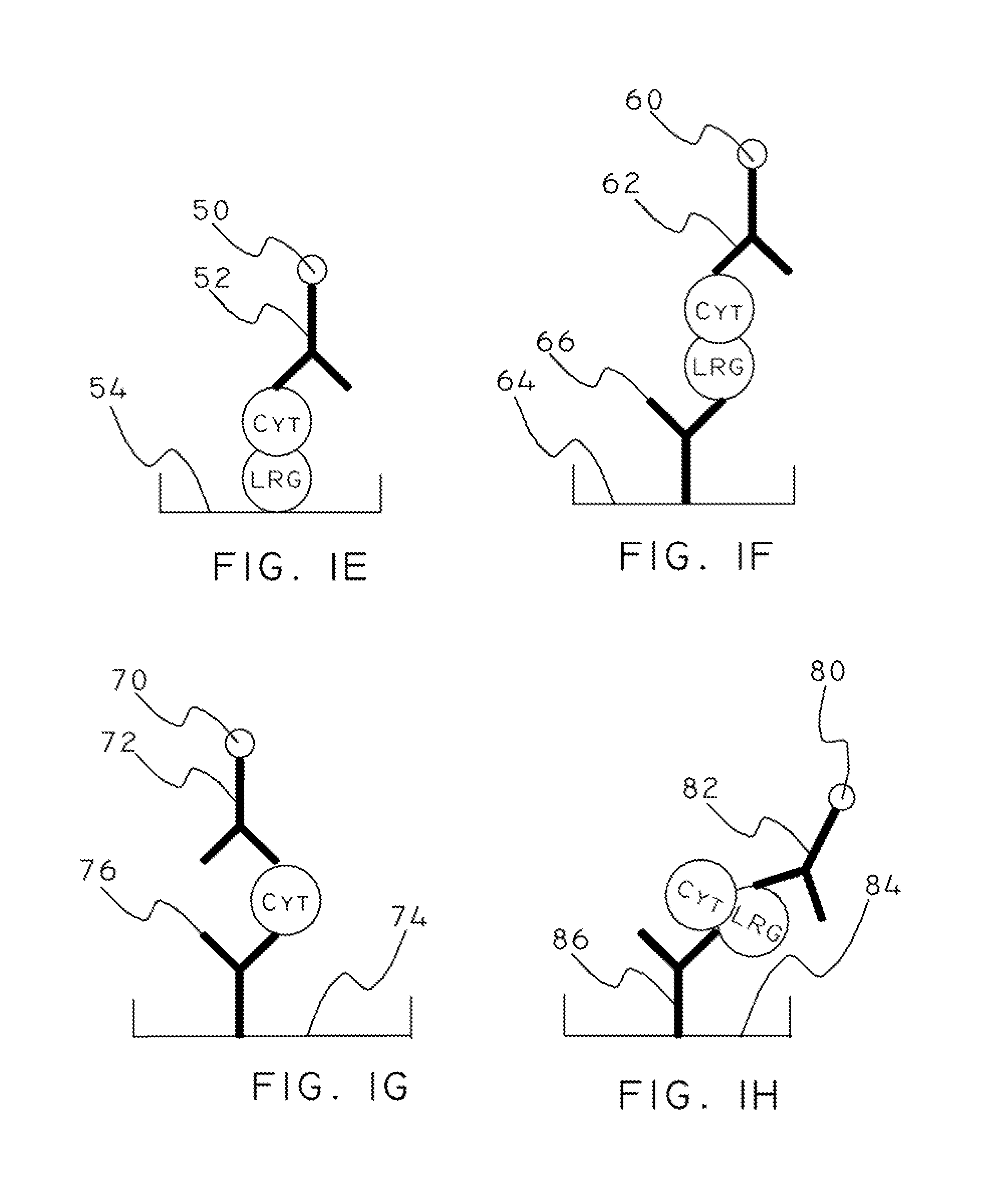 Cytochrome c and leucine-rich alpha-2-glycoprotein-1 assays, methods and antibodies