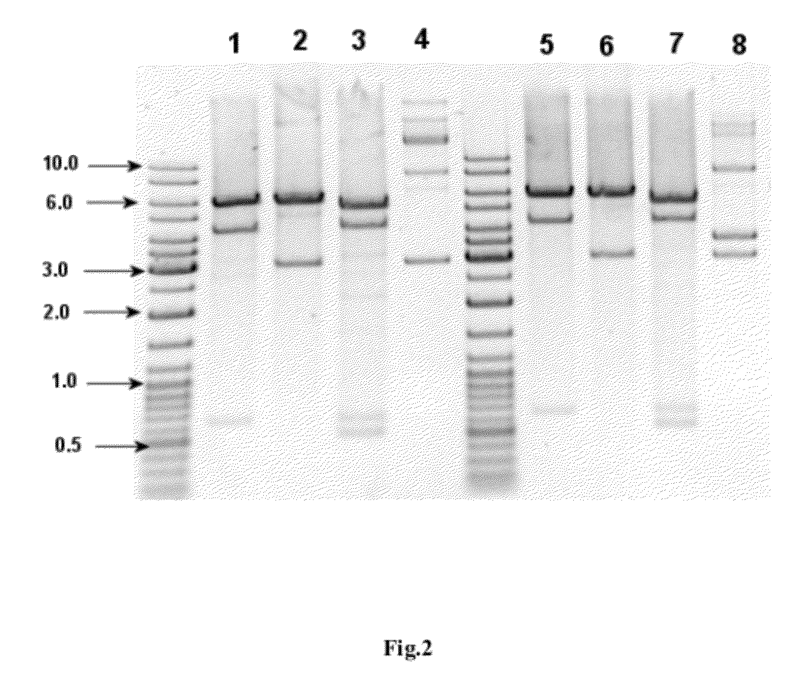 Method for producing interferon alpha 5