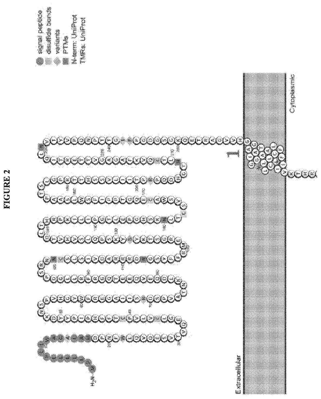 Compositions and methods for inhibition of lineage specific proteins