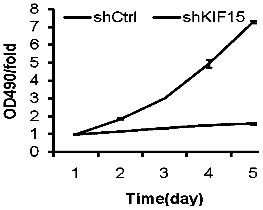 Use of kif15 inhibitors in the preparation of drugs for treating lung cancer