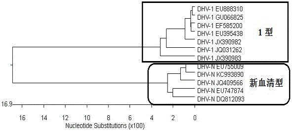 RT-PCR discriminating diagnosis primers for type 1 and new serotype duck hepatitis virus