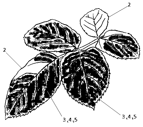 Festoon green belt and manufacture method thereof