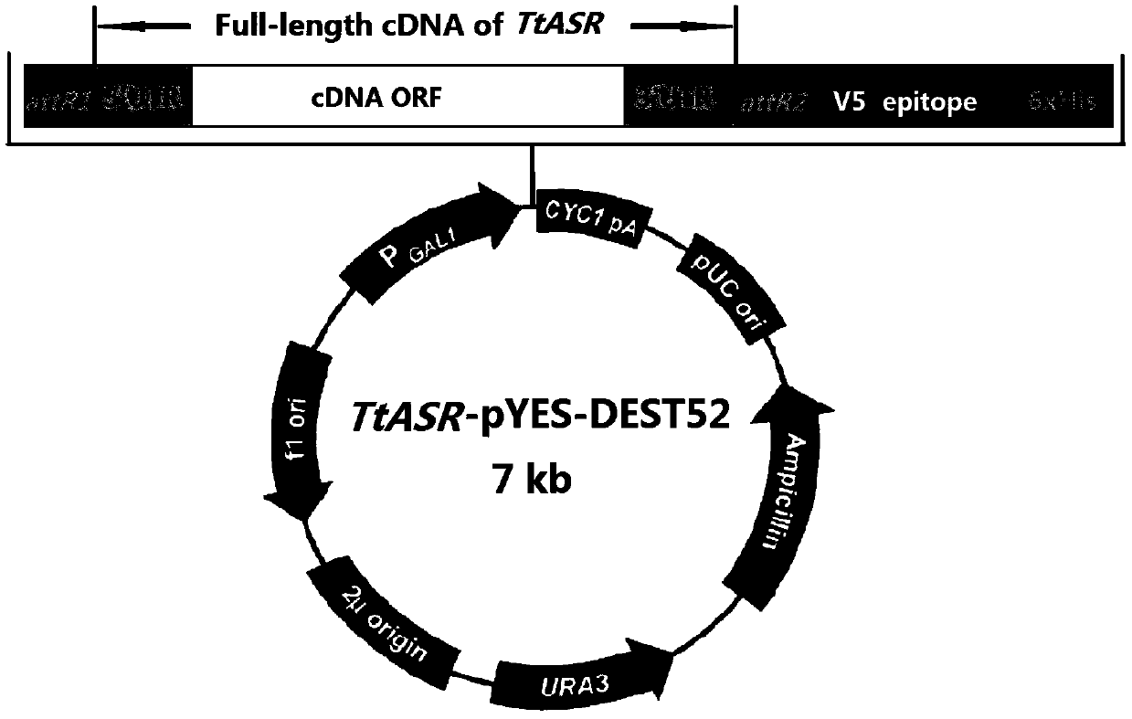 Tetragonia tetragonioides L. TtASR gene as well as encoded protein and application thereof
