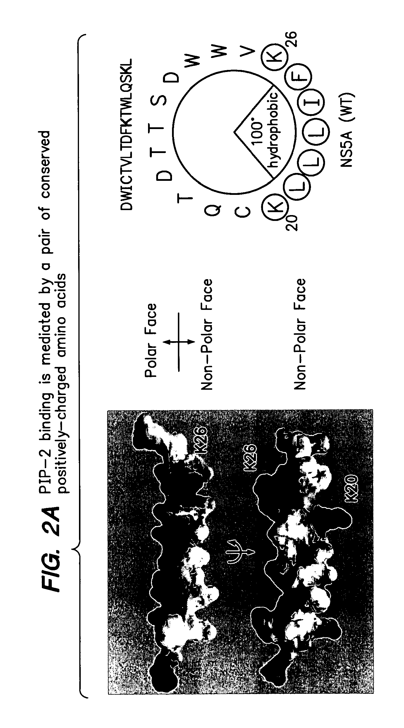 PIP-2 Inhibition-Based Antiviral and Anti-Hyperlipidemic Therapies