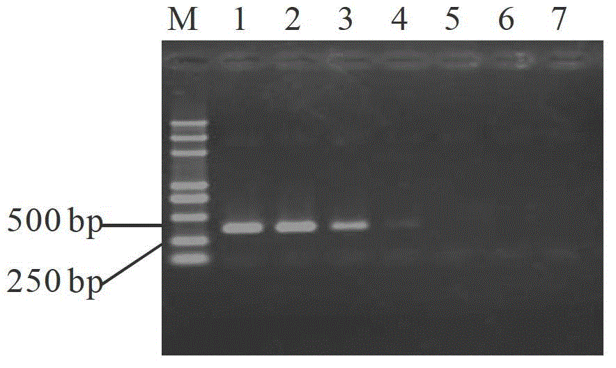 Primers used for rapid detection of Neofusicoccum parvum and application thereof