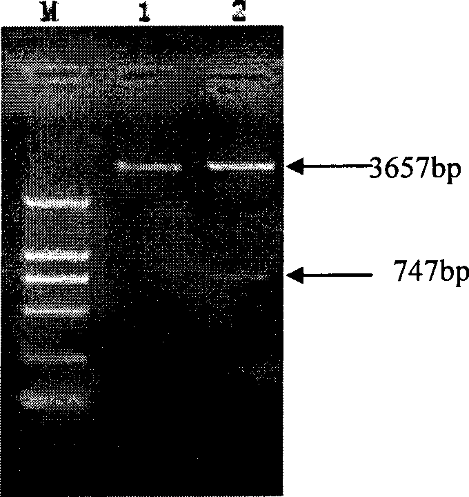 Carrier containing immunoglobulinlg gene, construction method and uses thereof