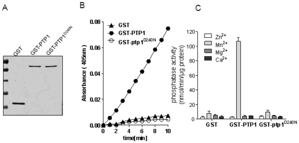 Application of osptp1 in plant phosphorus efficient breeding