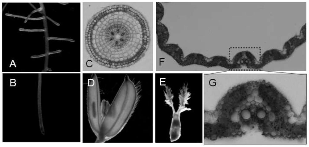 Application of osptp1 in plant phosphorus efficient breeding