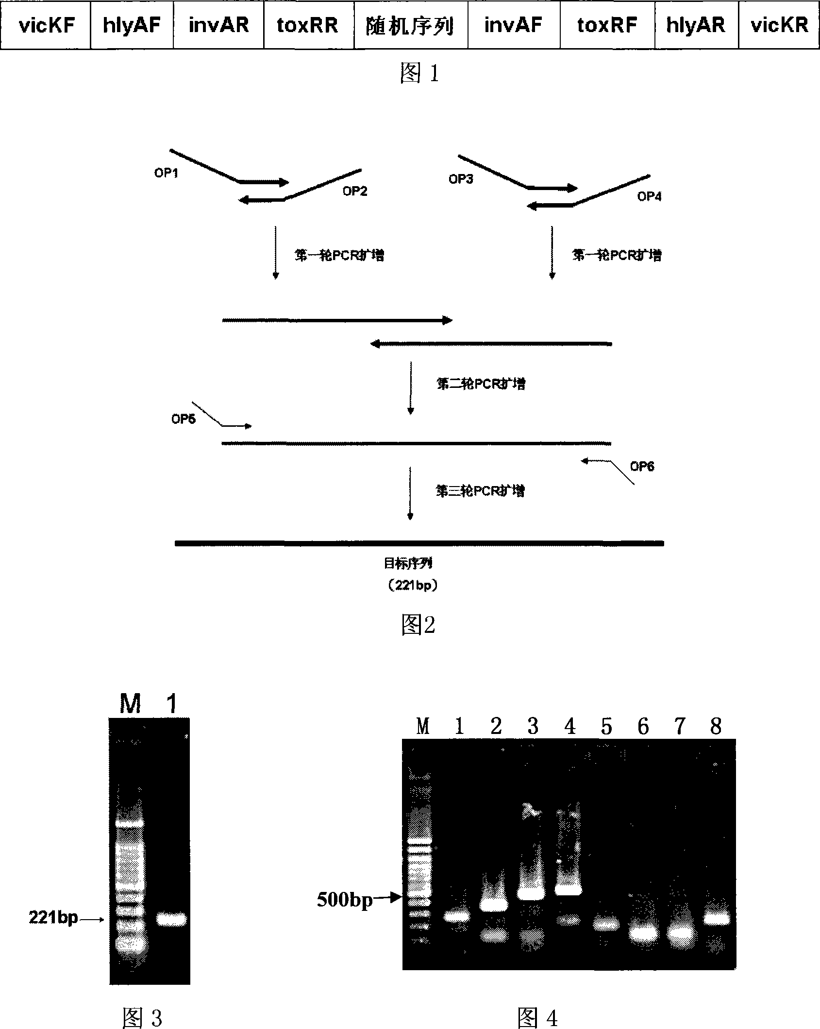 Method for manufacturing multiple amplification internal mark for four-bacteria PCR test
