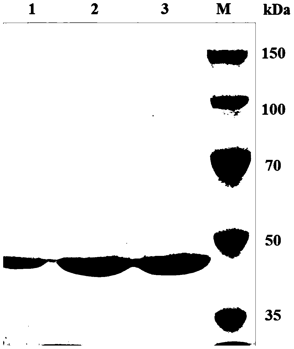 Preparation method of recombinant halophilic archaea protease