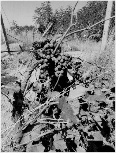 Dry wine raw material planting and brewing technique