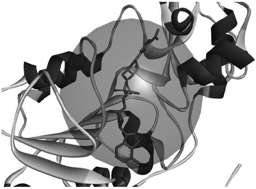 Application of Tipranavir in anti-cancer drug and anti-cancer drug