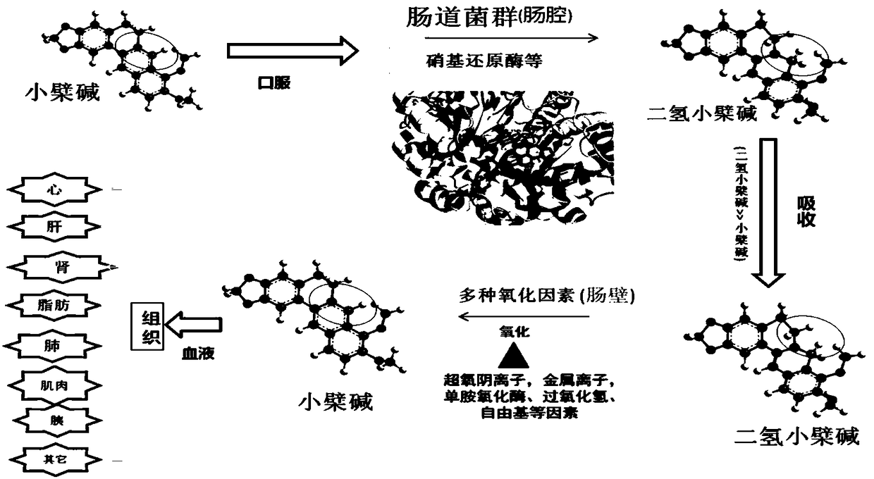 Berberine and berberine forming salt enteric micropellet, preparation and application thereof