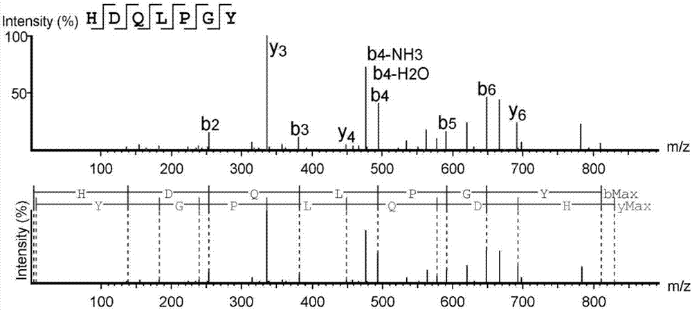 High-throughput active peptide screening method based on tandem mass spectrum and molecular docking