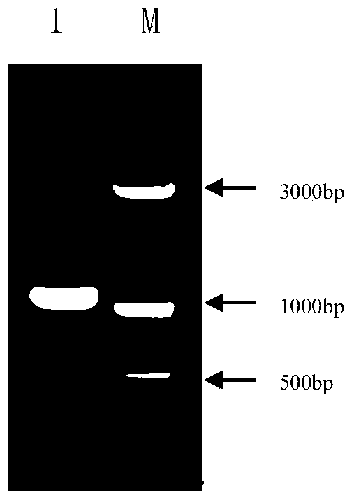 Method for preparing GAPDH (reduced glyceradehyde-phosphate dehydrogenase) transgenic cotton