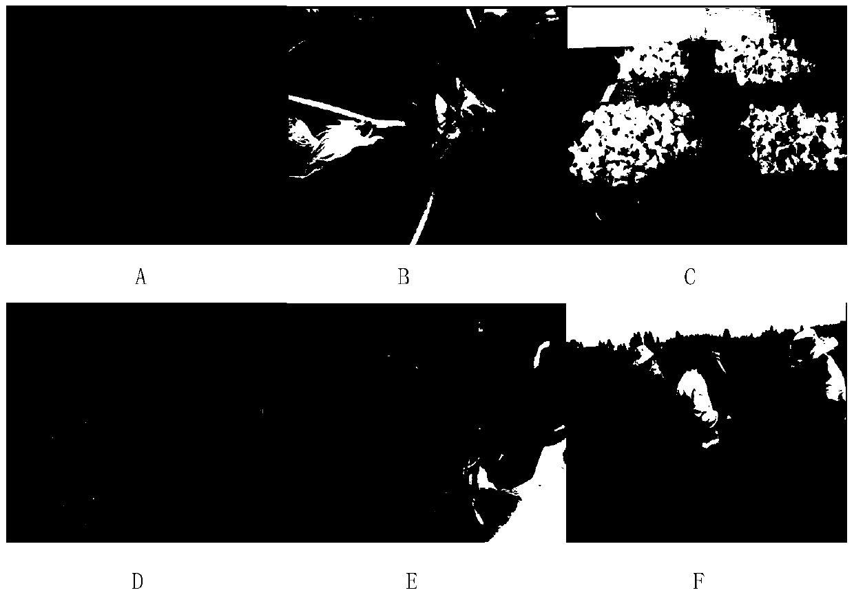 Method for preparing GAPDH (reduced glyceradehyde-phosphate dehydrogenase) transgenic cotton