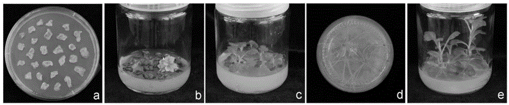 Method for culturing and identifying CmWRKY48 trans-genetic chrysanthemum morifolium and application of trans CmWRKY48 genetic chrysanthemum morifolium