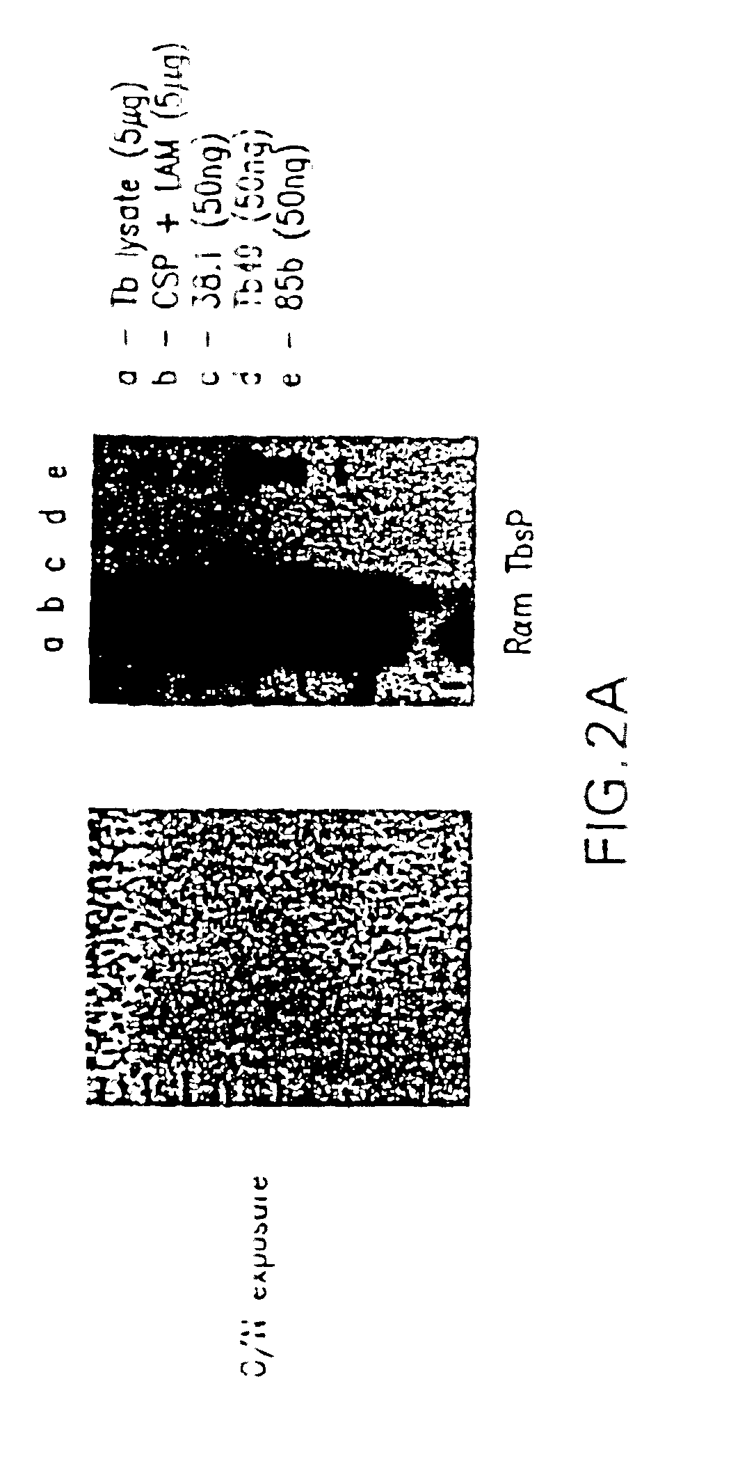 Compounds and methods for diagnosis of tuberculosis