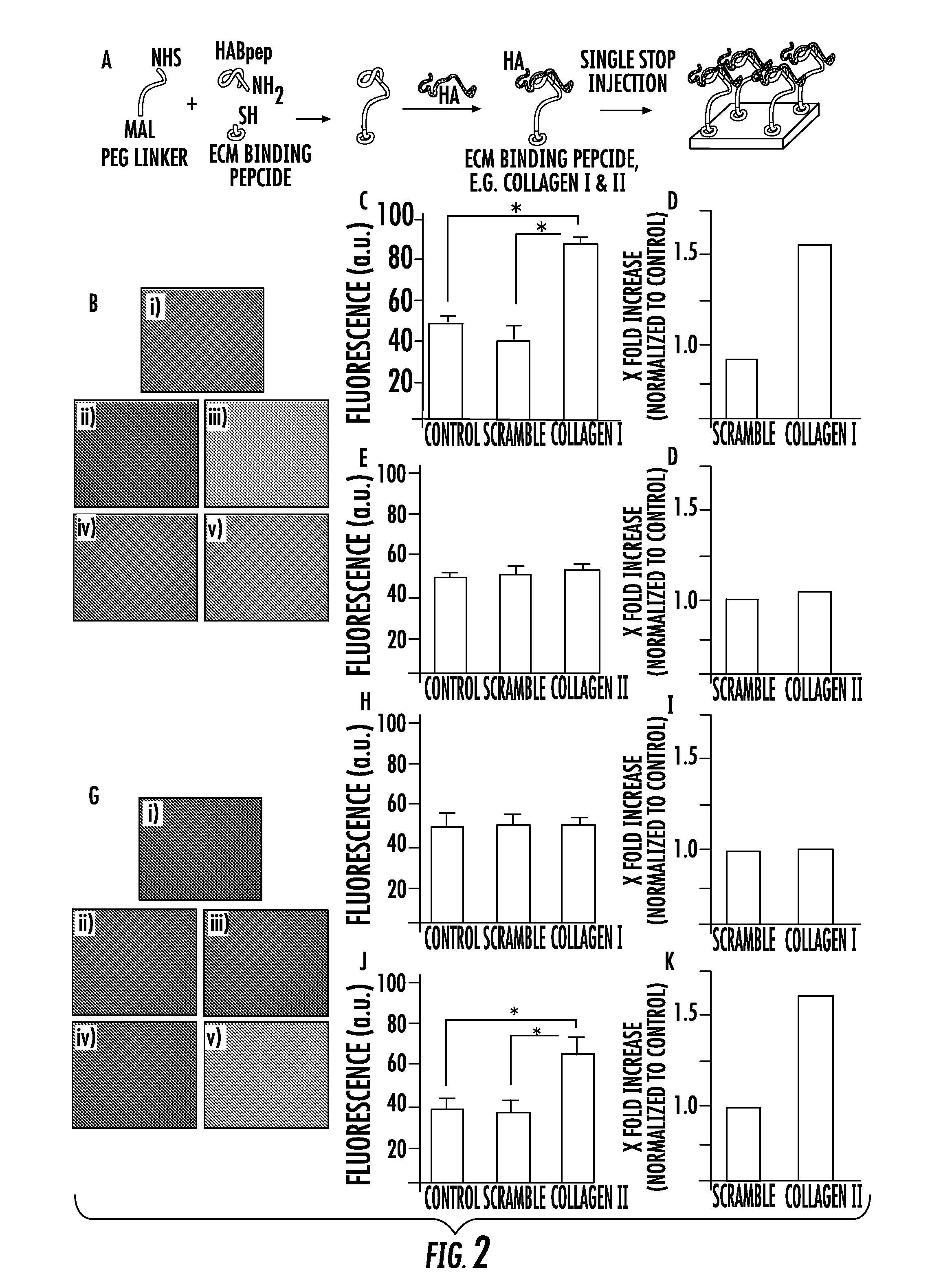 Biomaterials comprising hyaluronic acid binding peptides and extracellular matrix binding peptides for hyaluronic acid retention and tissue engineering applications