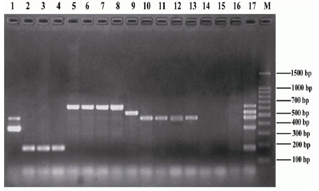 Multiple PCR identification method of salmonella serogroup A, B, C1, C2 or D