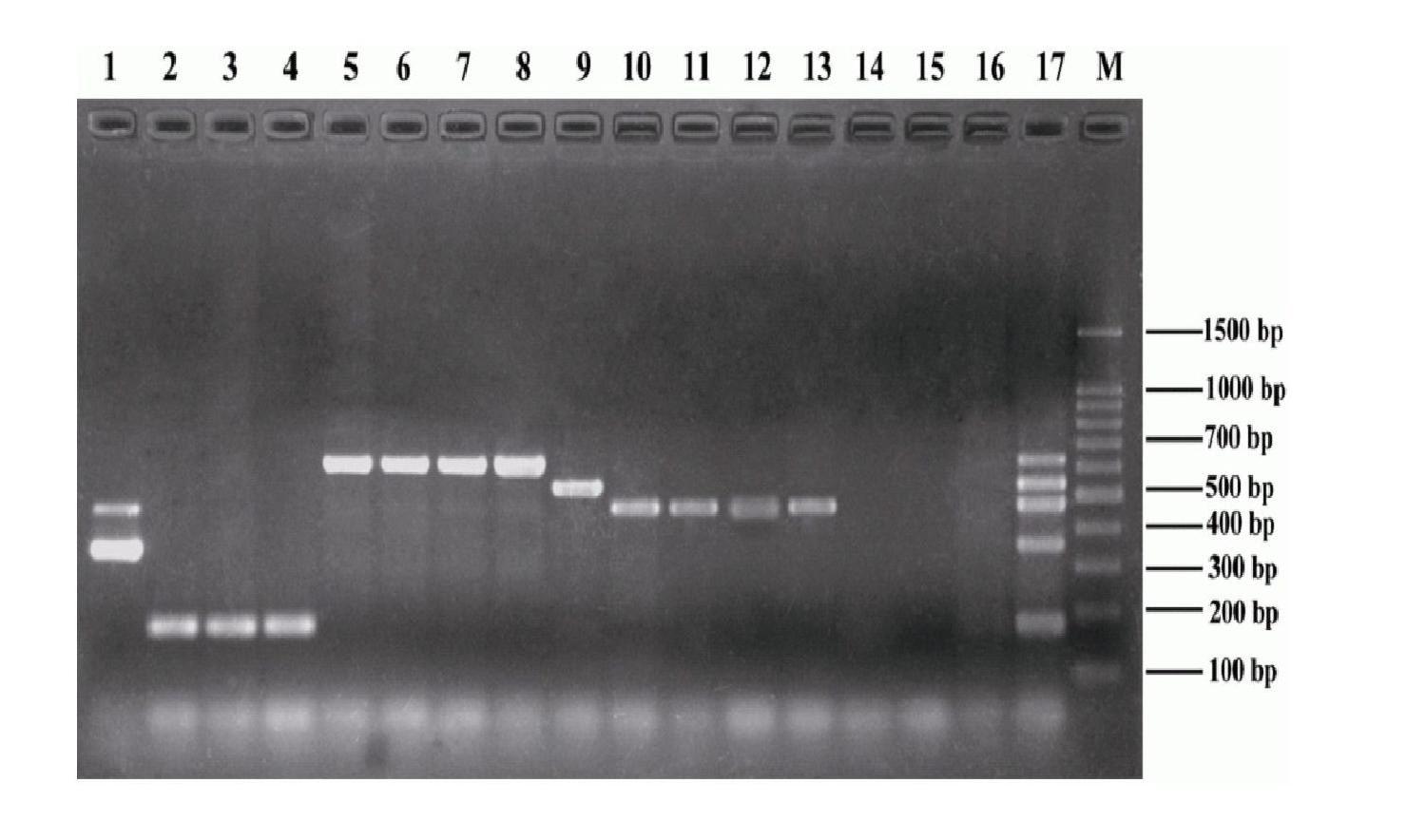 Multiple PCR identification method of salmonella serogroup A, B, C1, C2 or D