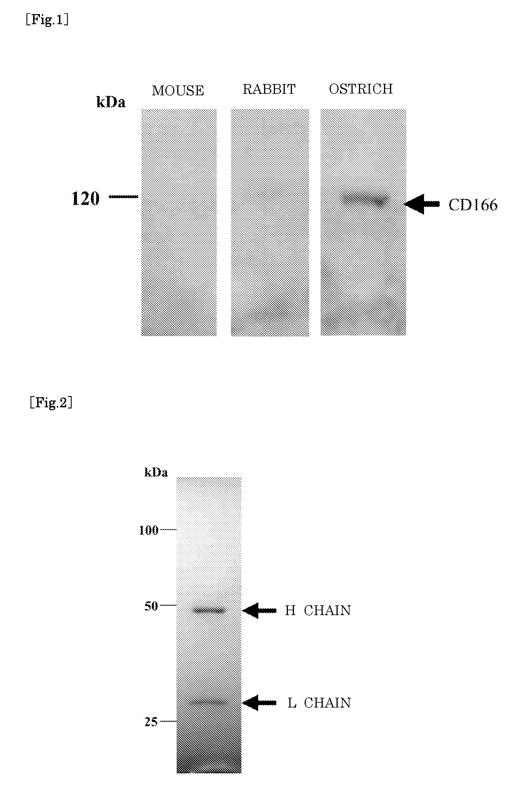 Antibody produced using ostrich and method for production thereof