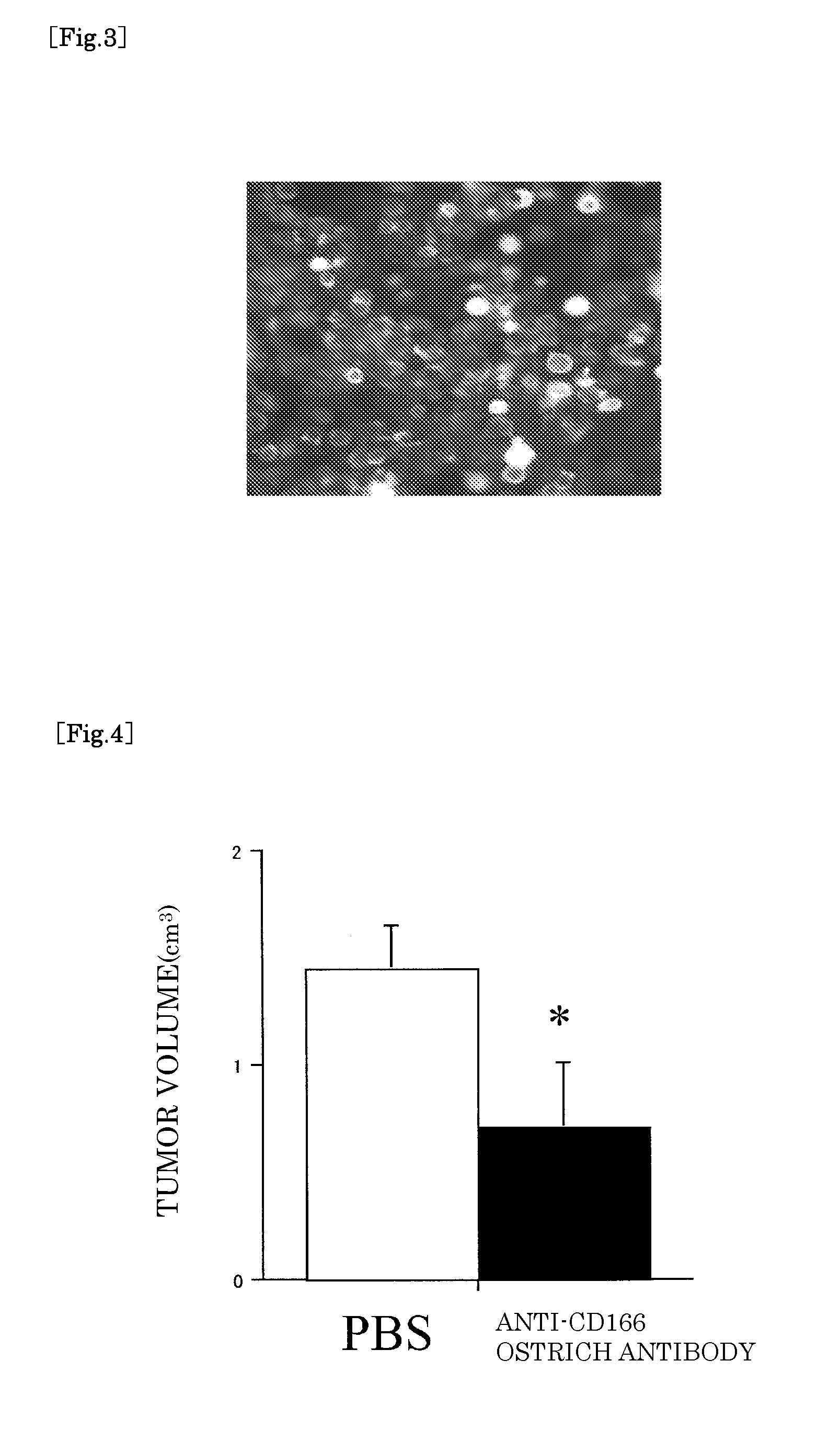 Antibody produced using ostrich and method for production thereof