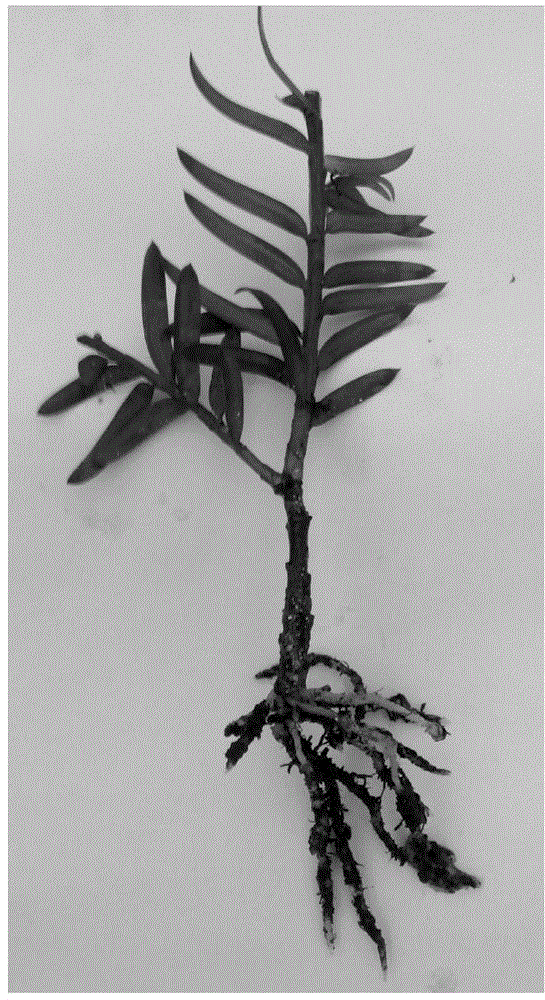 Chinese yew vegetative propagation method