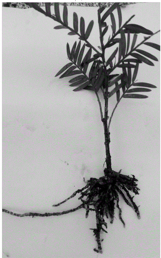 Chinese yew vegetative propagation method