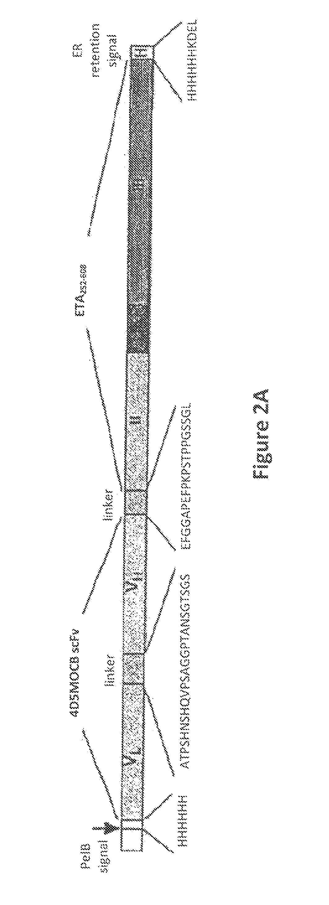 Methods for Treating Cancer Using an Immunotoxin