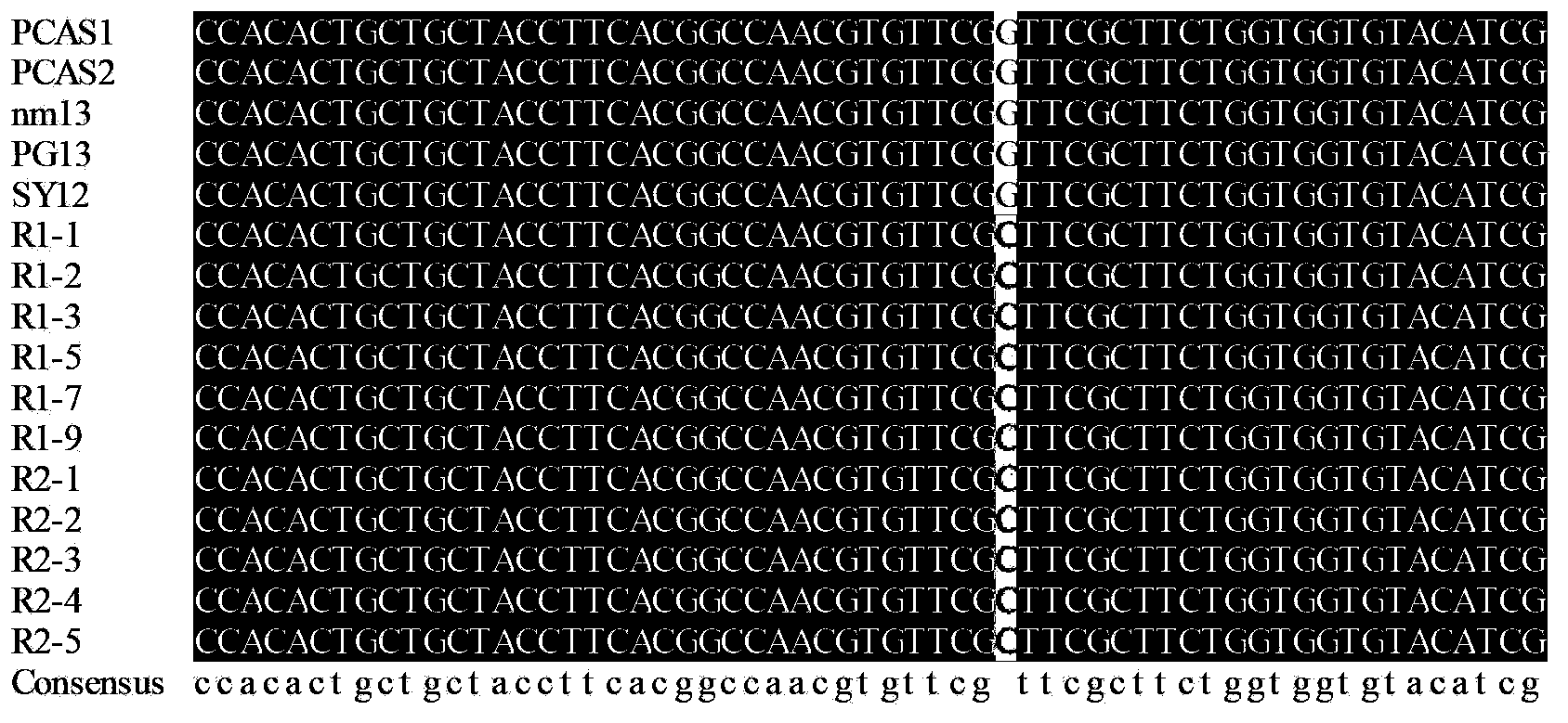 Method for detecting phytophora capsic CesA3 gene nucleotide point mutation and drug resistance of same to CAA bactericides