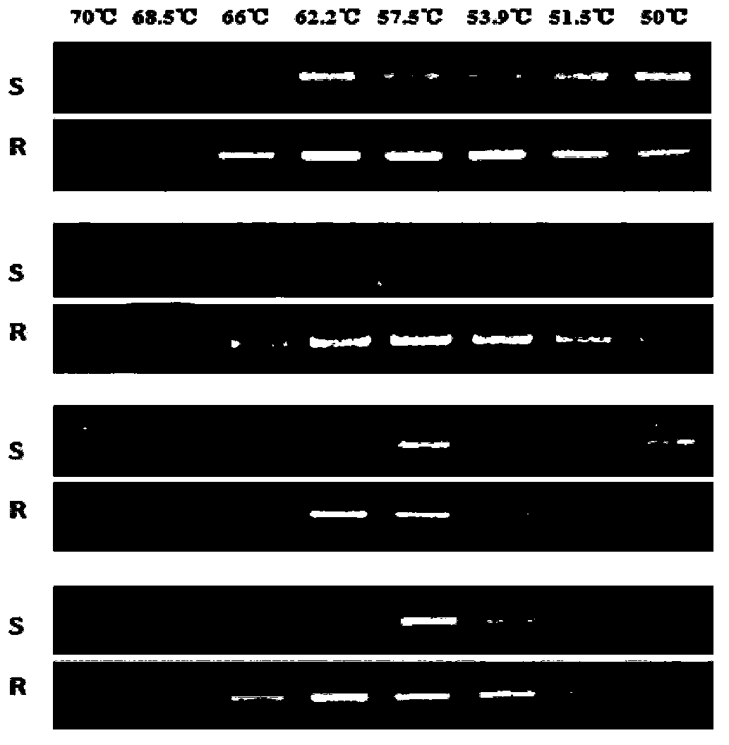 Method for detecting phytophora capsic CesA3 gene nucleotide point mutation and drug resistance of same to CAA bactericides