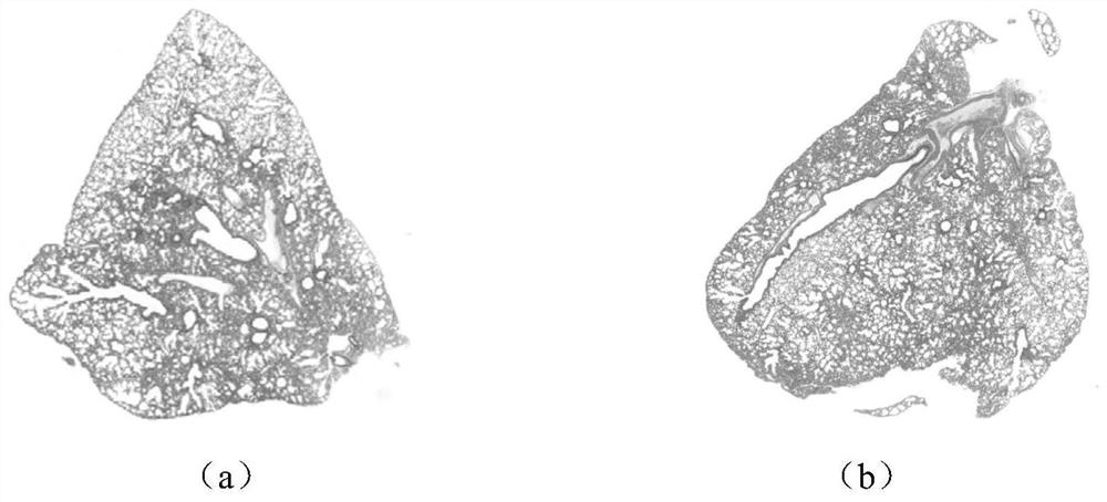 Application of Tanreqing in preparation of anti-influenza virus medicine