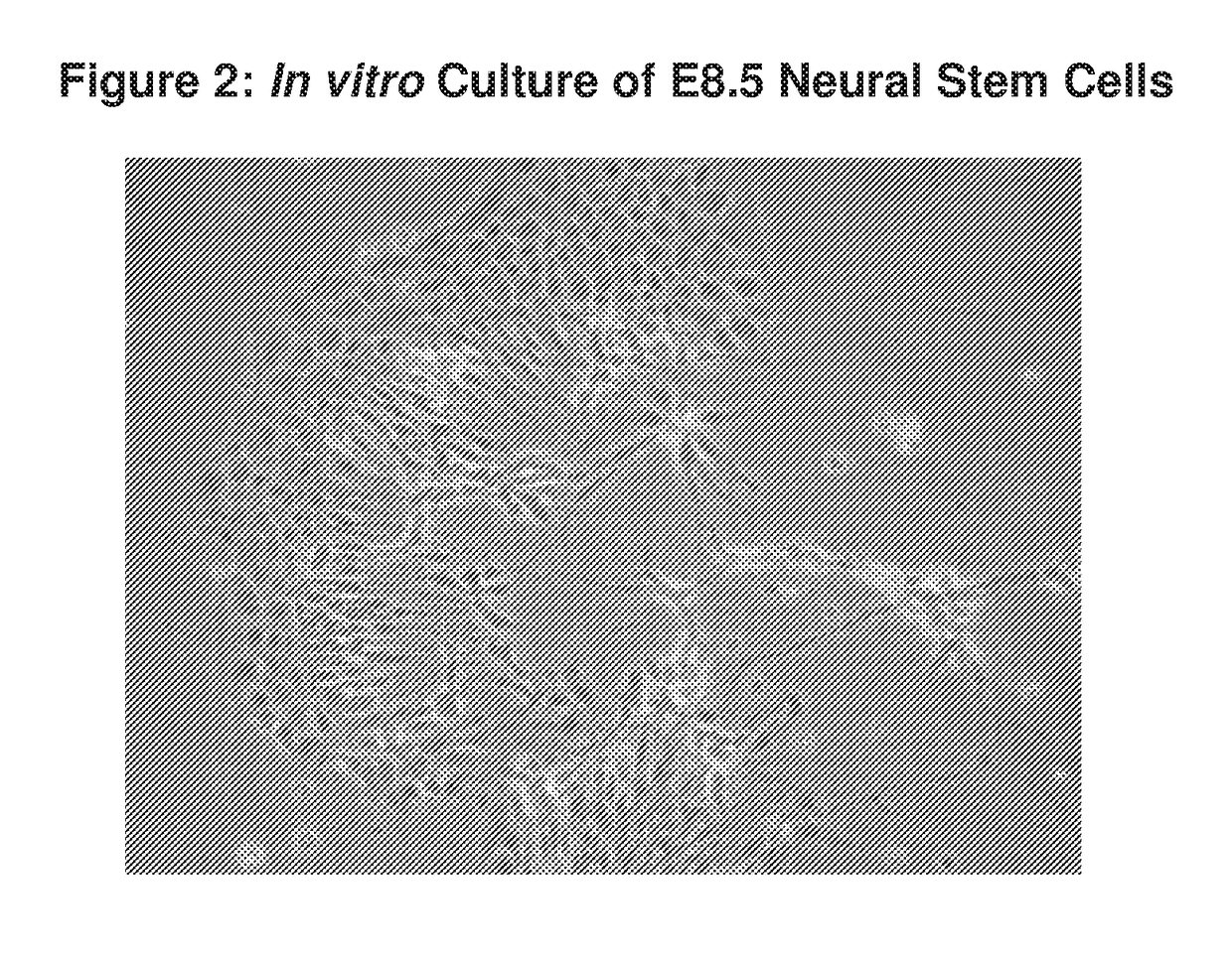 Stem cells from the mammalian neural plate