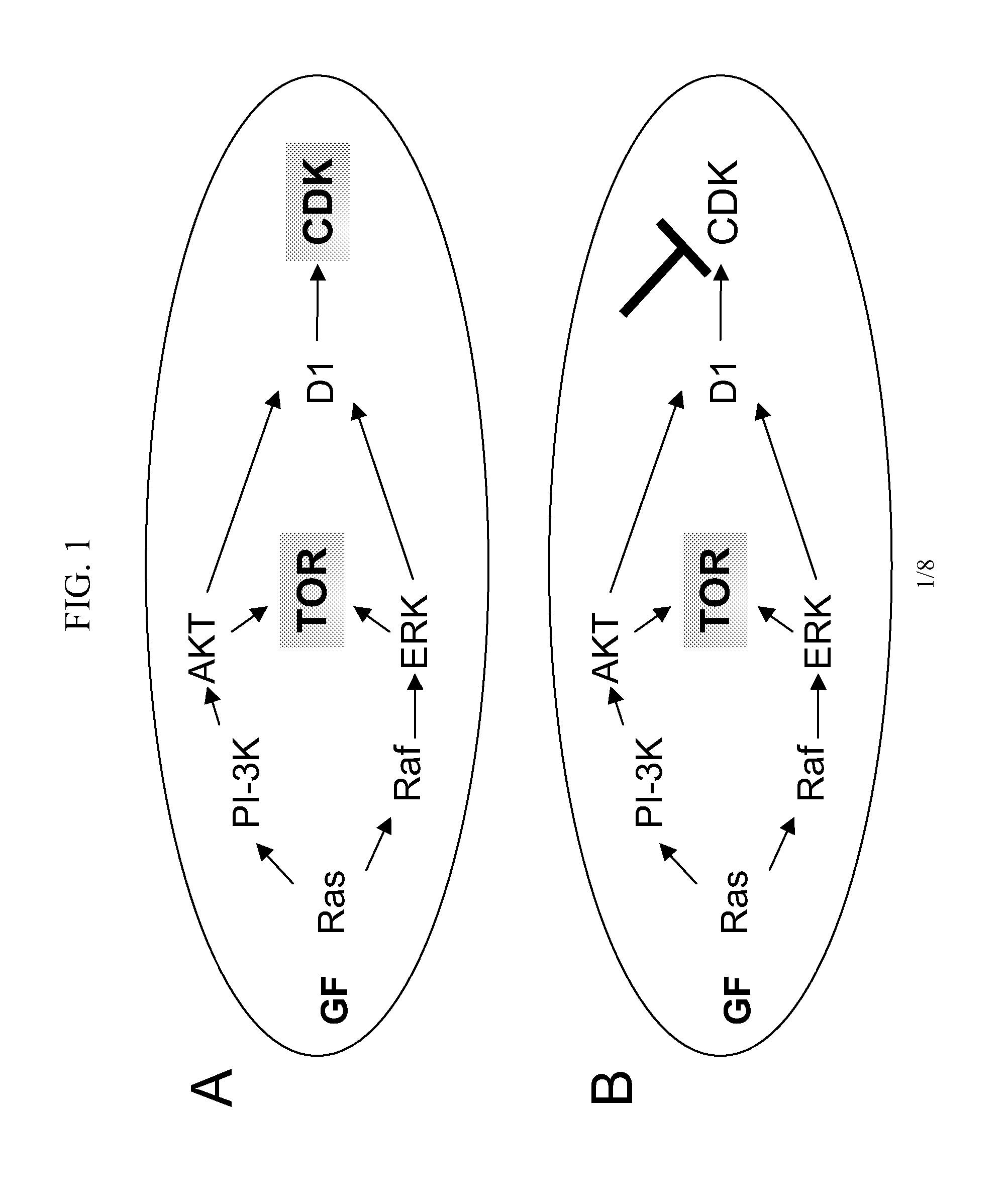 Methods and compositions for preventing or treating age-related diseases