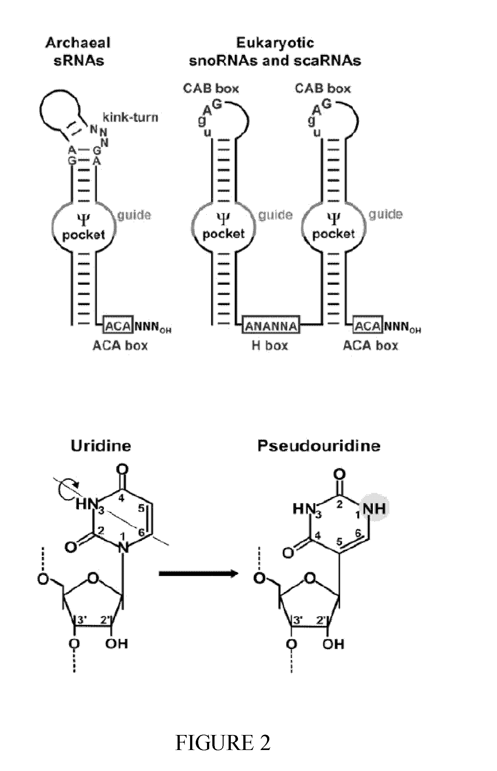 Snorna, compositions and uses