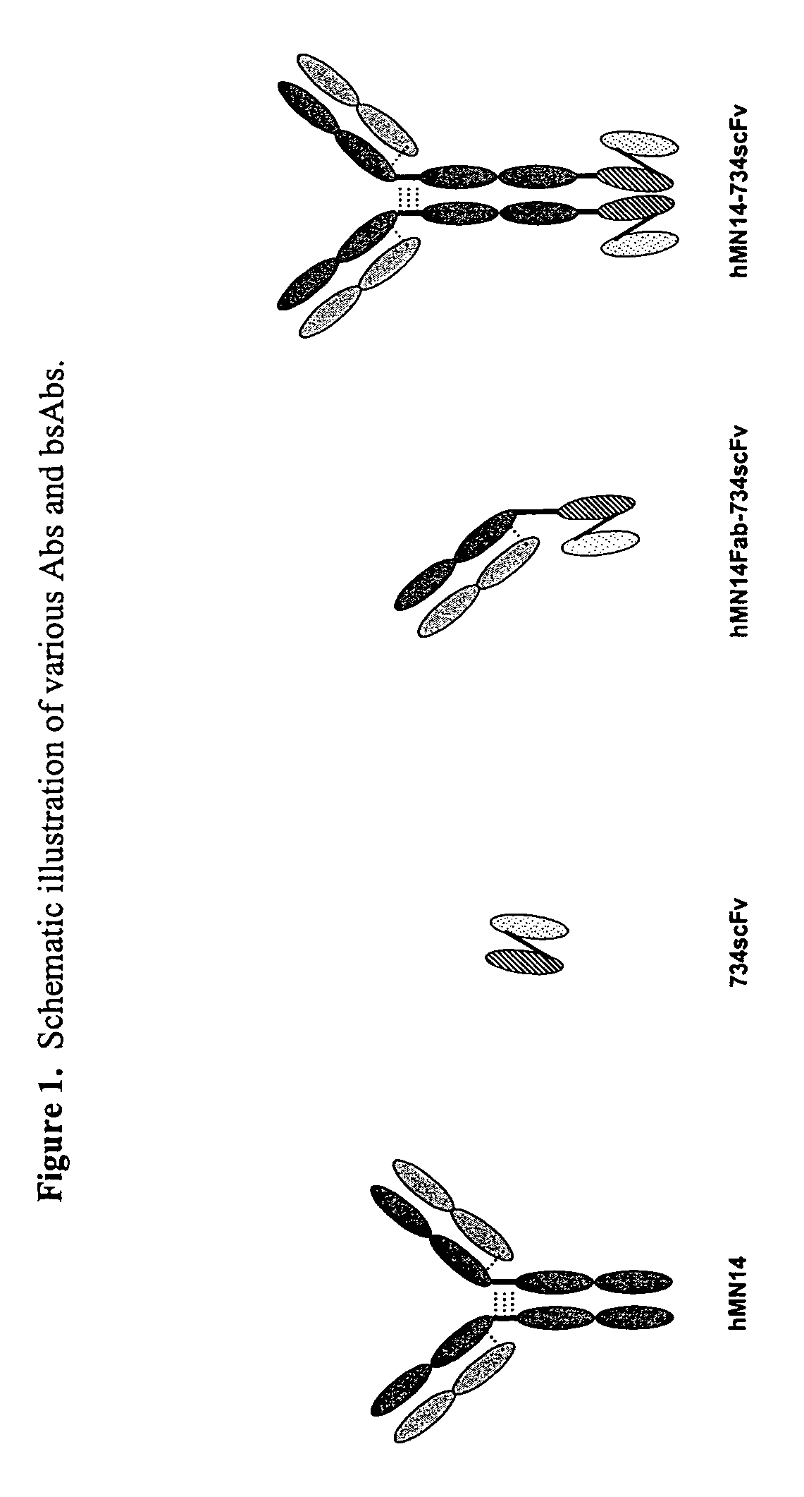 Bi-specific antibodies for pre-targeting diagnosis and therapy