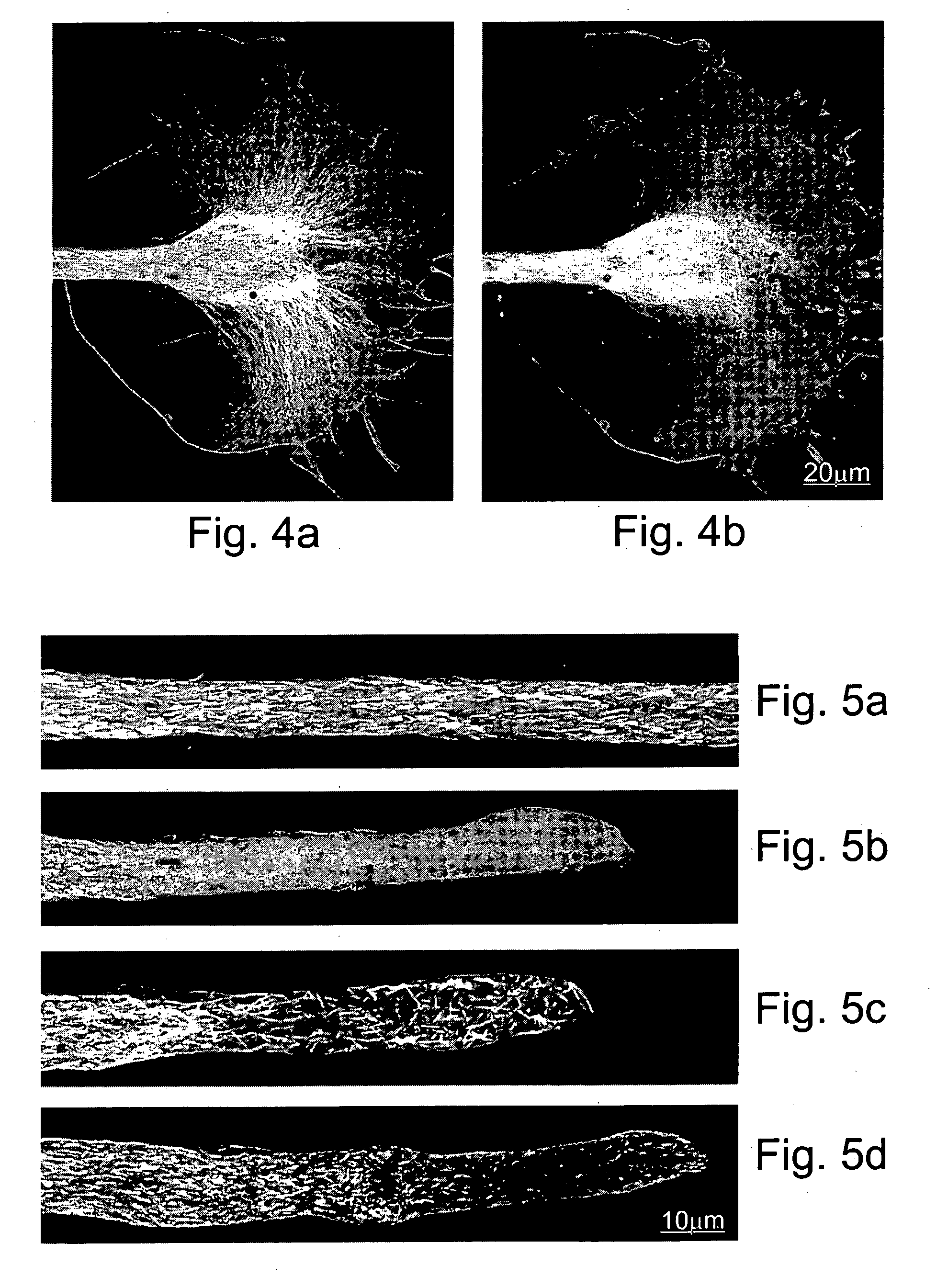 Methods of determining the effect of an agent on diploid cells and/or on the pattern of expression of polypeptides expressed therewith