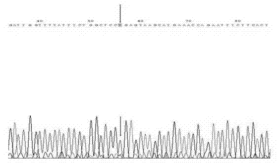 Primer composition for detecting harmful gene of deficiency of uridine monophosphate synthase of cattle, kit with primer composition and application of kit