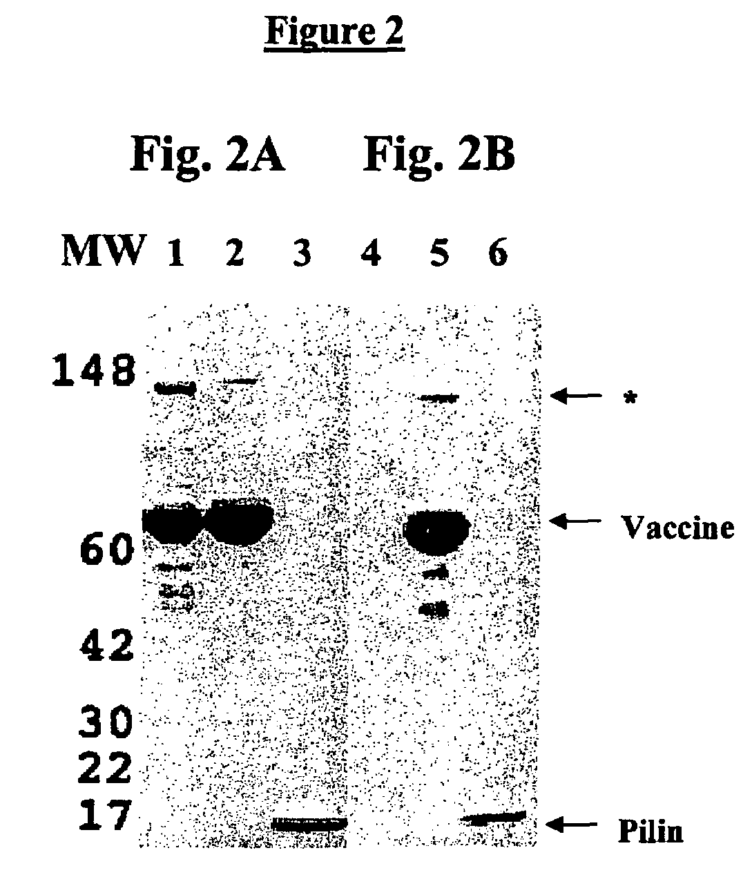 Methods and compositions for immunizing against Pseudomonas infection