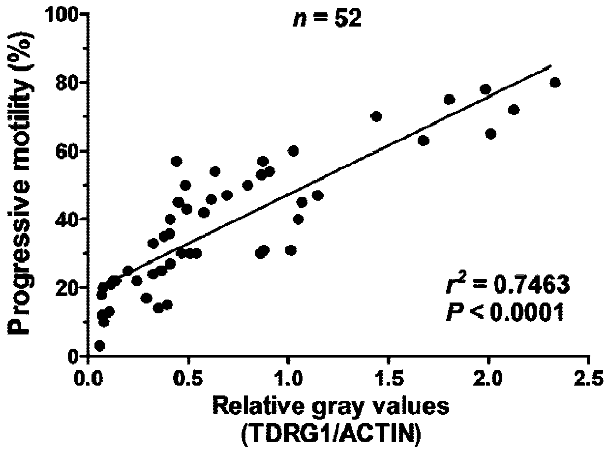 Biomarker for diagnosing asthenospermia