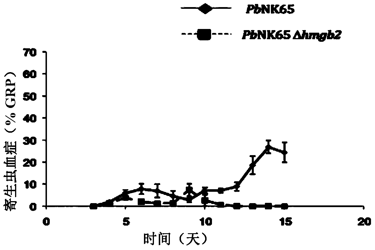 Attenuated plasmodium with deactivated HMGB2 gene, as vaccine