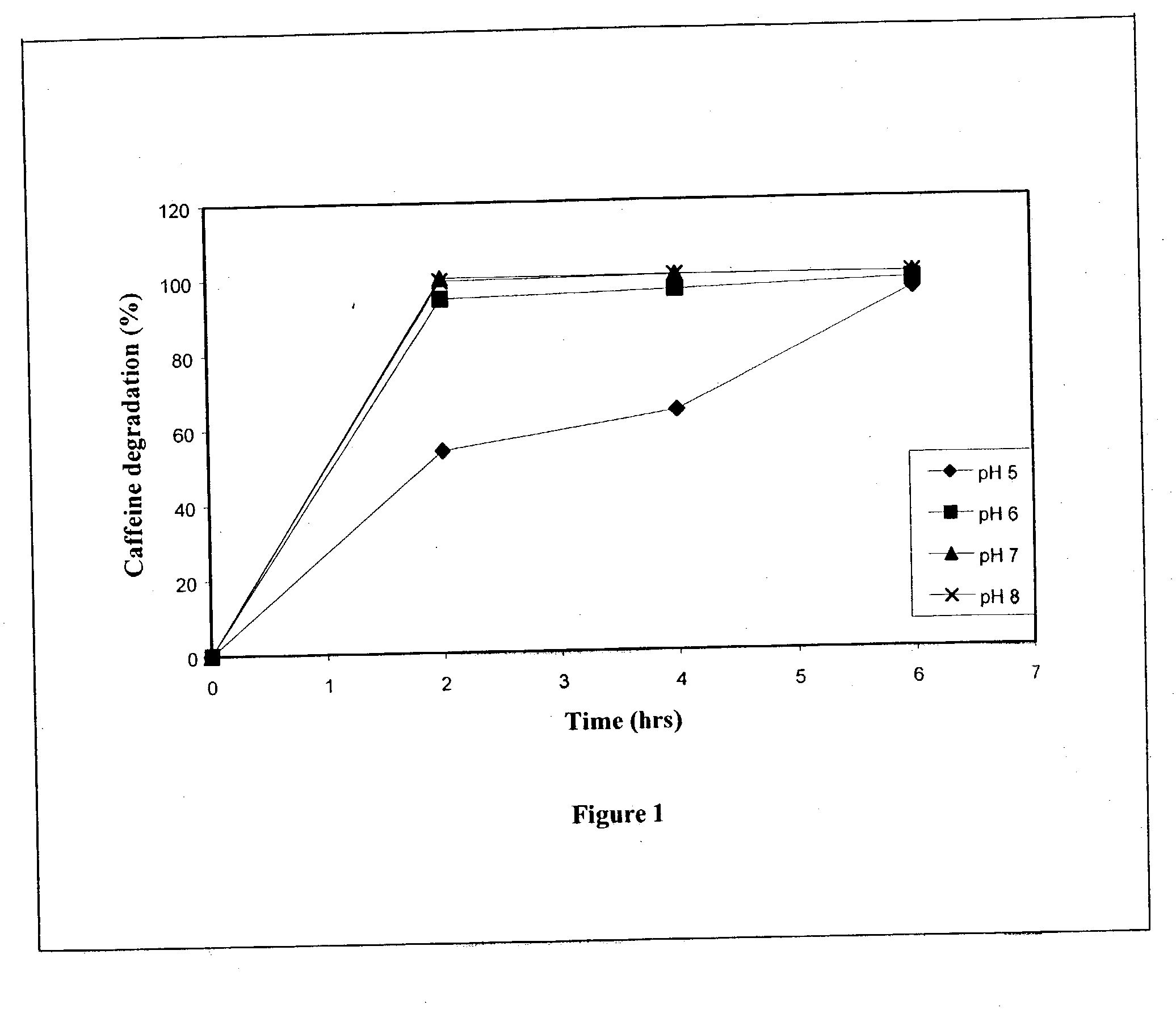 Decaffeinating microorganism and process of bio-decaffeination of caffeine containing solutions