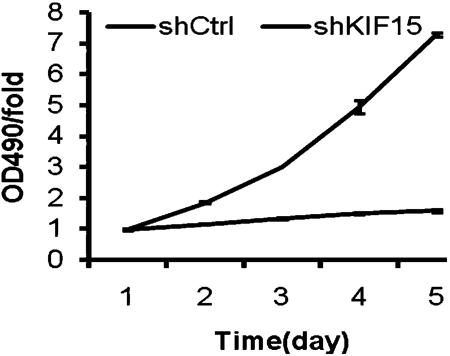 Purpose of KIF15 inhibitor to preparation of liver cancer treatment medicine