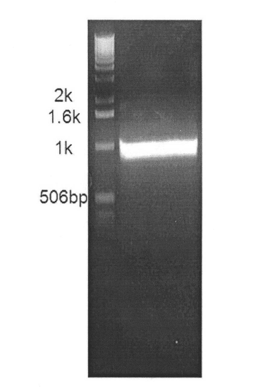 Rice callus-specific promoter and application thereof